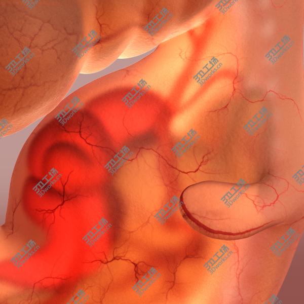 images/goods_img/202105072/Baby Fetus 5 Weeks/5.jpg